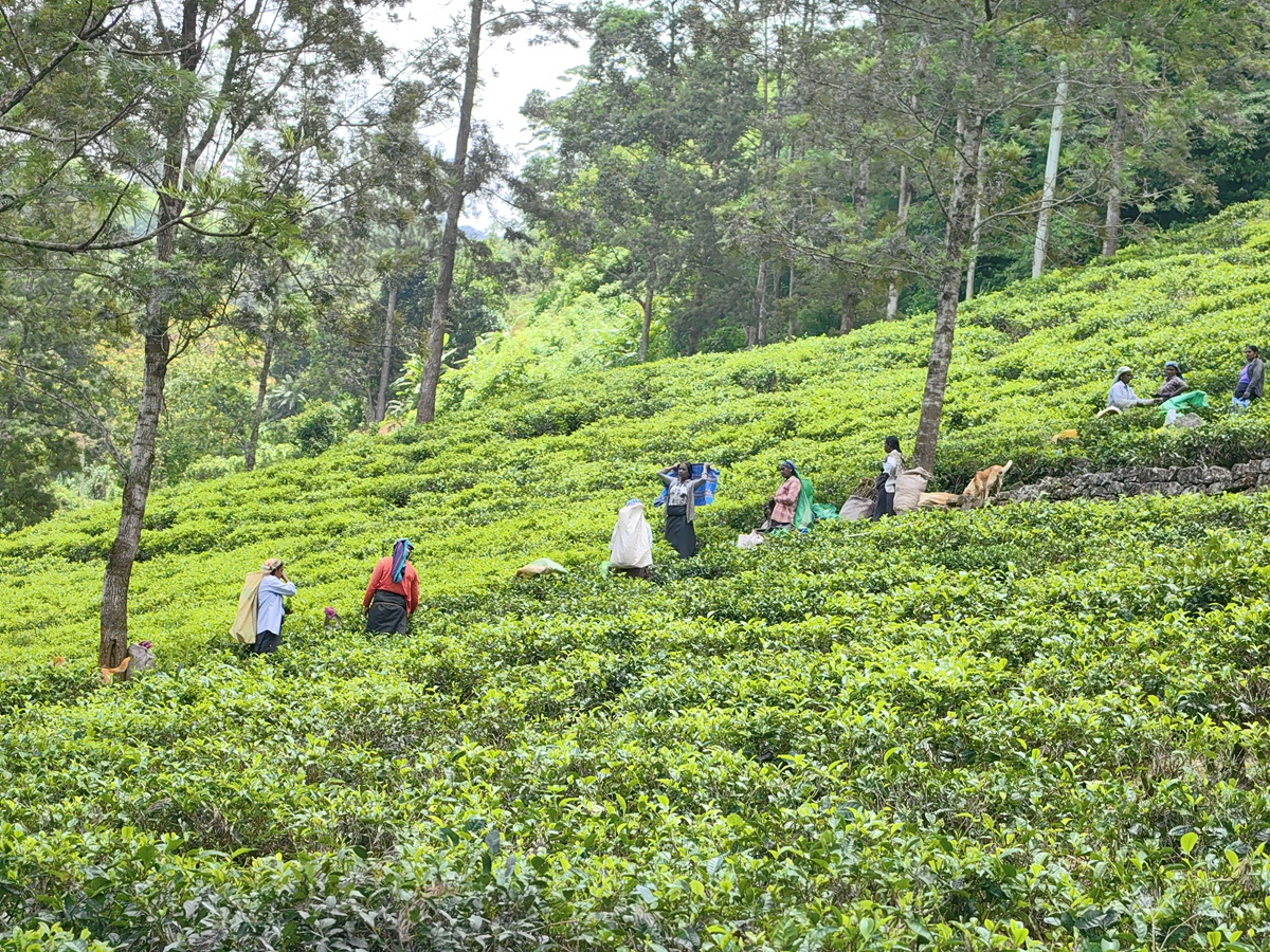 努沃勒埃利耶 老茶廠